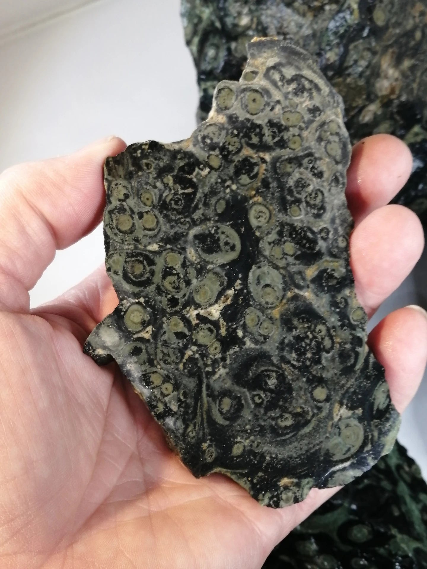 Stromatolith Kabamba Jaspis Turitella Achat Rohsteine, in bester Qualität, Eldarit Oolith "Nebula-Stone" Hornblende Fossilien