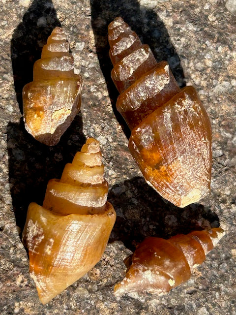 Versteinerte achatisierte Turitella Schnecke 1. Wahl beste Qualität, Karneol Chalcedon Carneol Großhandel