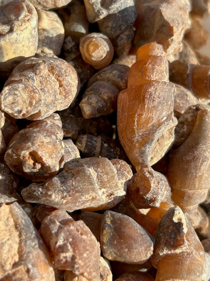 Versteinerte achatisierte Turitella Schnecke in sehr guter Qualität, Karneol Chalcedon Carneol