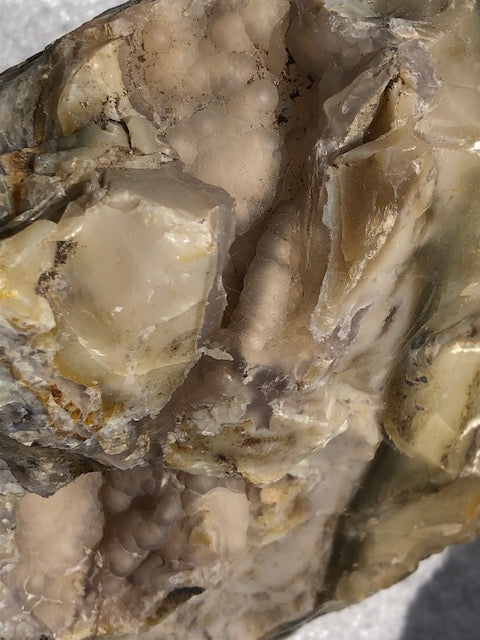 Opalisiertes Holz (Rarität) in bester Qualität mit Chalcedon, Palmenholz Holzopal Opalholz