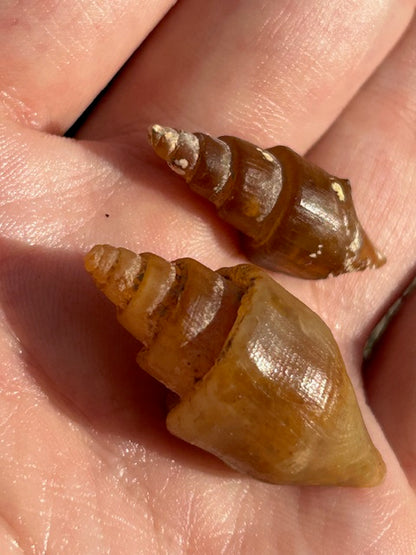 Versteinerte achatisierte Turitella Schnecke 1. Wahl beste Qualität, Karneol Chalcedon Carneol Großhandel