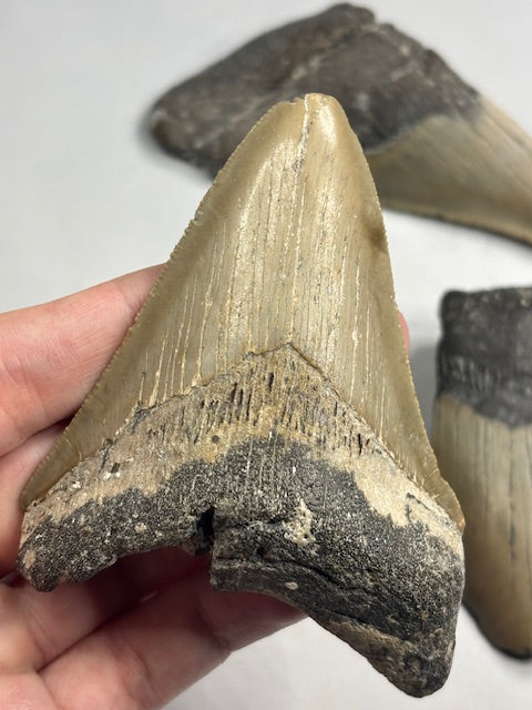 Megalodon Zahn XL völlig naturbelassen, sehr gute Qualität, Otudus Megalodon, Carcharocles Megalodon, Carcharodon