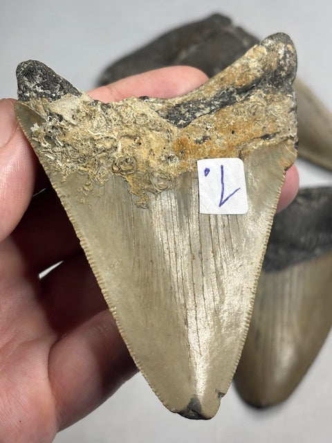 Megalodon Zahn XL völlig naturbelassen, sehr gute Qualität, Otudus Megalodon, Carcharocles Megalodon, Carcharodon