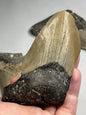 Megalodon Zahn XL völlig naturbelassen, sehr gute Qualität, Otudus Megalodon, Carcharocles Megalodon, Carcharodon