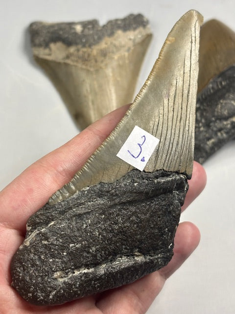 Megalodon Zahn XL völlig naturbelassen, sehr gute Qualität, Otudus Megalodon, Carcharocles Megalodon, Carcharodon