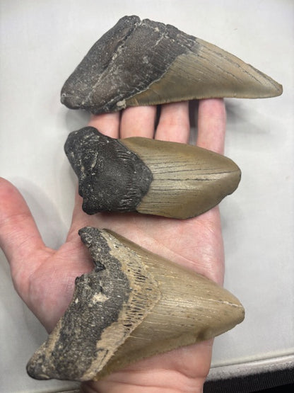 Megalodon Zahn XL völlig naturbelassen, sehr gute Qualität, Otudus Megalodon, Carcharocles Megalodon, Carcharodon