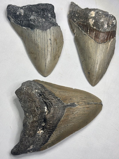 Megalodon Zahn XL völlig naturbelassen, sehr gute Qualität, Otudus Megalodon, Carcharocles Megalodon, Carcharodon