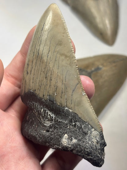 Megalodon Zahn XL völlig naturbelassen, sehr gute Qualität, Otudus Megalodon, Carcharocles Megalodon, Carcharodon