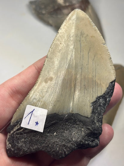 Megalodon Zahn XL völlig naturbelassen, sehr gute Qualität, Otudus Megalodon, Carcharocles Megalodon, Carcharodon