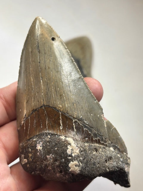 Megalodon Zahn XL völlig naturbelassen, sehr gute Qualität, Otudus Megalodon, Carcharocles Megalodon, Carcharodon