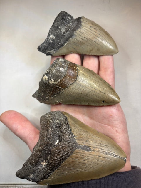 Megalodon Zahn XL völlig naturbelassen, sehr gute Qualität, Otudus Megalodon, Carcharocles Megalodon, Carcharodon