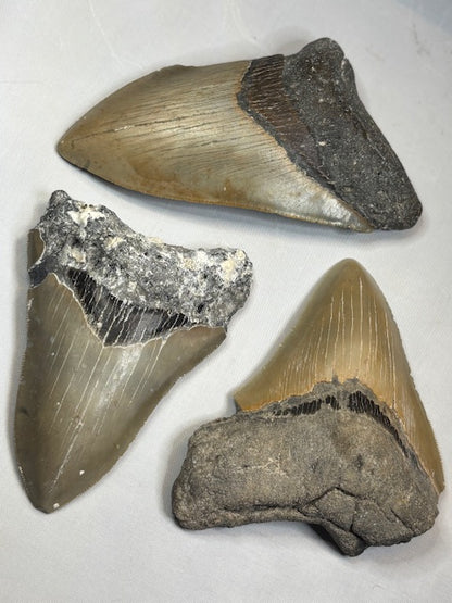 Megalodon Zahn XL völlig naturbelassen, sehr gute Qualität, Otudus Megalodon, Carcharocles Megalodon, Carcharodon