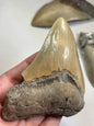 Megalodon Zahn XL völlig naturbelassen, sehr gute Qualität, Otudus Megalodon, Carcharocles Megalodon, Carcharodon