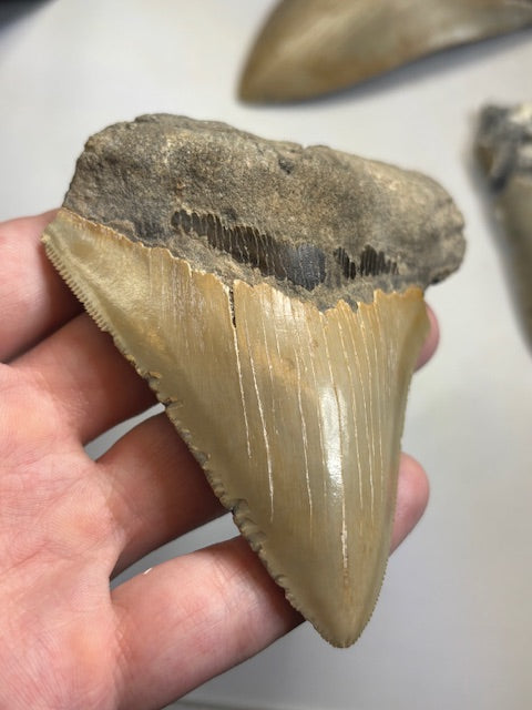 Megalodon Zahn XL völlig naturbelassen, sehr gute Qualität, Otudus Megalodon, Carcharocles Megalodon, Carcharodon