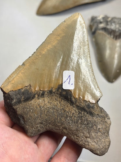 Megalodon Zahn XL völlig naturbelassen, sehr gute Qualität, Otudus Megalodon, Carcharocles Megalodon, Carcharodon