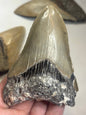 Megalodon Zahn XL völlig naturbelassen, sehr gute Qualität, Otudus Megalodon, Carcharocles Megalodon, Carcharodon