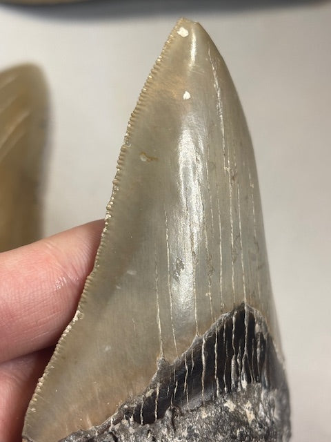 Megalodon Zahn XL völlig naturbelassen, sehr gute Qualität, Otudus Megalodon, Carcharocles Megalodon, Carcharodon