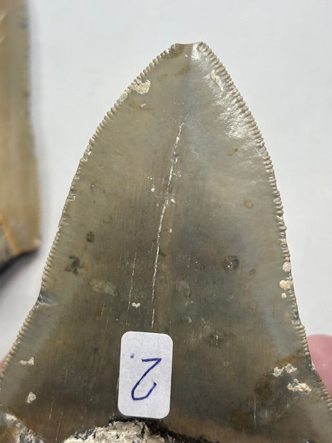 Megalodon Zahn XL völlig naturbelassen, sehr gute Qualität, Otudus Megalodon, Carcharocles Megalodon, Carcharodon