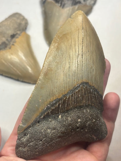 Megalodon Zahn XL völlig naturbelassen, sehr gute Qualität, Otudus Megalodon, Carcharocles Megalodon, Carcharodon