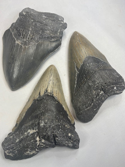 Megalodon Zahn XXL völlig naturbelassen, sehr gute Qualität, Otudus Megalodon, Carcharocles Megalodon, Carcharodon