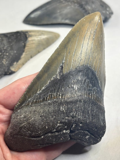 Megalodon Zahn XXL völlig naturbelassen, sehr gute Qualität, Otudus Megalodon, Carcharocles Megalodon, Carcharodon