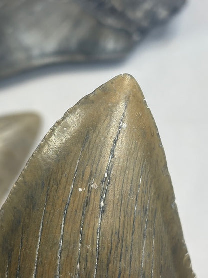 Megalodon Zahn XXL völlig naturbelassen, sehr gute Qualität, Otudus Megalodon, Carcharocles Megalodon, Carcharodon