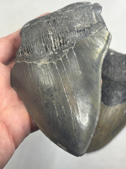 Megalodon Zahn XXL völlig naturbelassen, sehr gute Qualität, Otudus Megalodon, Carcharocles Megalodon, Carcharodon