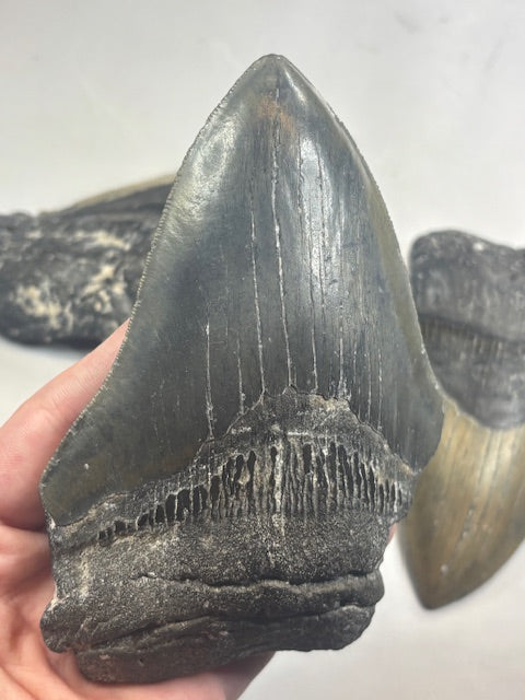 Megalodon Zahn XXL völlig naturbelassen, sehr gute Qualität, Otudus Megalodon, Carcharocles Megalodon, Carcharodon