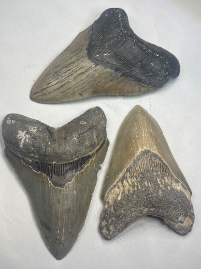 Megalodon Zahn XL völlig naturbelassen, sehr gute Qualität, Otudus Megalodon, Carcharocles Megalodon, Carcharodon