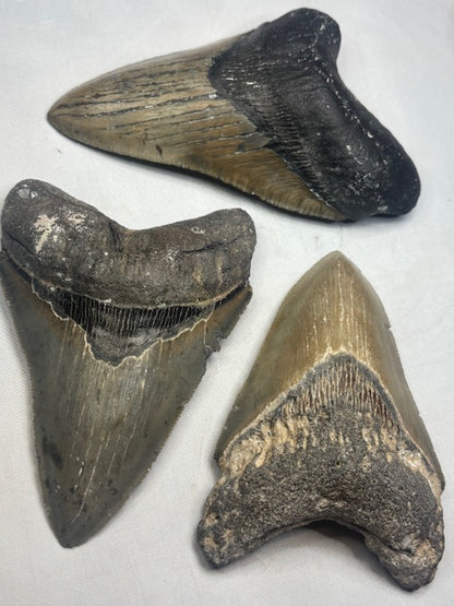 Megalodon Zahn XL völlig naturbelassen, sehr gute Qualität, Otudus Megalodon, Carcharocles Megalodon, Carcharodon