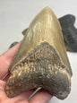 Megalodon Zahn XL völlig naturbelassen, sehr gute Qualität, Otudus Megalodon, Carcharocles Megalodon, Carcharodon