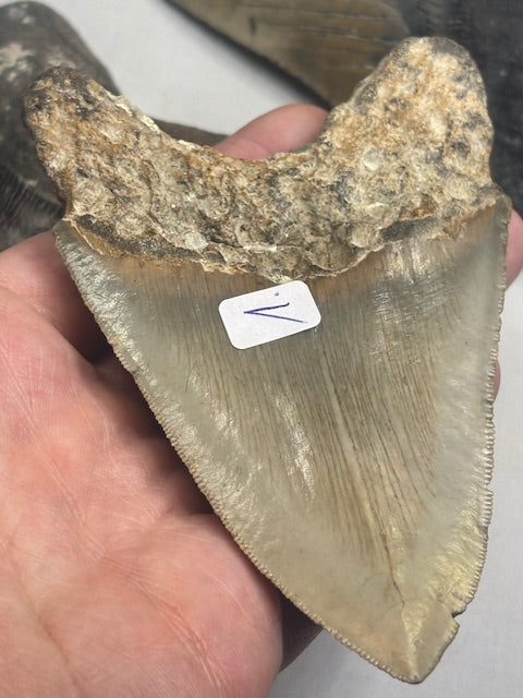 Megalodon Zahn XL völlig naturbelassen, sehr gute Qualität, Otudus Megalodon, Carcharocles Megalodon, Carcharodon