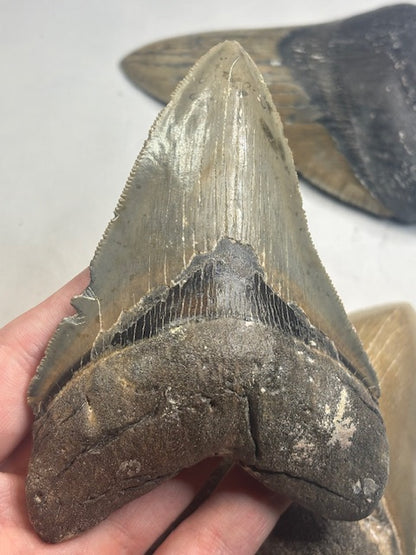 Megalodon Zahn XL völlig naturbelassen, sehr gute Qualität, Otudus Megalodon, Carcharocles Megalodon, Carcharodon