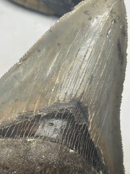 Megalodon Zahn XL völlig naturbelassen, sehr gute Qualität, Otudus Megalodon, Carcharocles Megalodon, Carcharodon