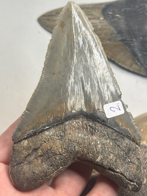 Megalodon Zahn XL völlig naturbelassen, sehr gute Qualität, Otudus Megalodon, Carcharocles Megalodon, Carcharodon