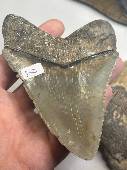 Megalodon Zahn XL völlig naturbelassen, sehr gute Qualität, Otudus Megalodon, Carcharocles Megalodon, Carcharodon