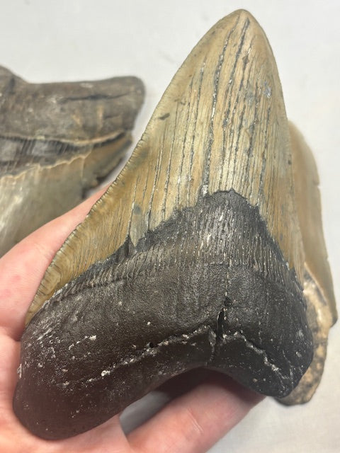 Megalodon Zahn XL völlig naturbelassen, sehr gute Qualität, Otudus Megalodon, Carcharocles Megalodon, Carcharodon