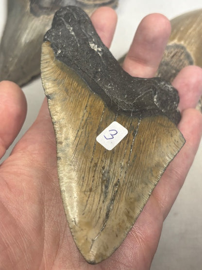 Megalodon Zahn XL völlig naturbelassen, sehr gute Qualität, Otudus Megalodon, Carcharocles Megalodon, Carcharodon