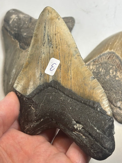 Megalodon Zahn XL völlig naturbelassen, sehr gute Qualität, Otudus Megalodon, Carcharocles Megalodon, Carcharodon