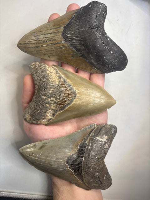 Megalodon Zahn XL völlig naturbelassen, sehr gute Qualität, Otudus Megalodon, Carcharocles Megalodon, Carcharodon