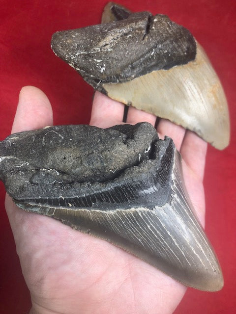 Megalodon Zahn XXL ca. 13cm naturbelassen, Otudus Megalodon, Carcharocles Megalodon, Carcharodon