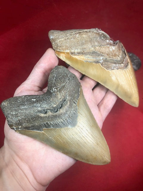 Megalodon Zahn XXL bis zu ca. 15cm naturbelassen, Otudus Megalodon, Carcharocles Megalodon, Carcharodon