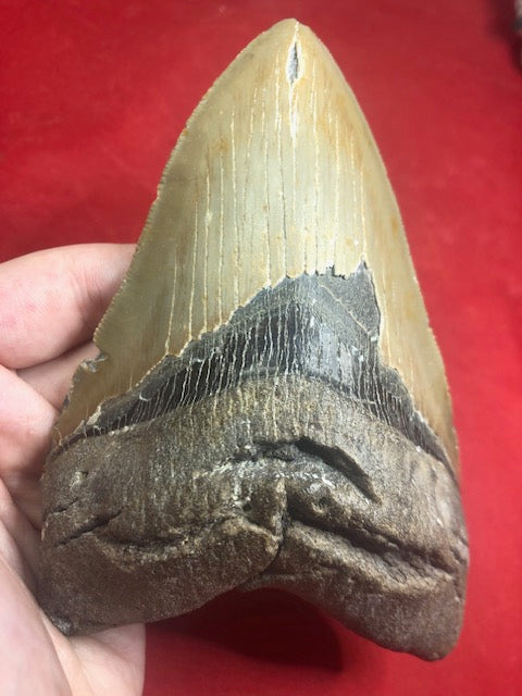 Megalodon Zahn XXL ca. 13,5cm naturbelassen, Otudus Megalodon, Carcharocles Megalodon, Carcharodon