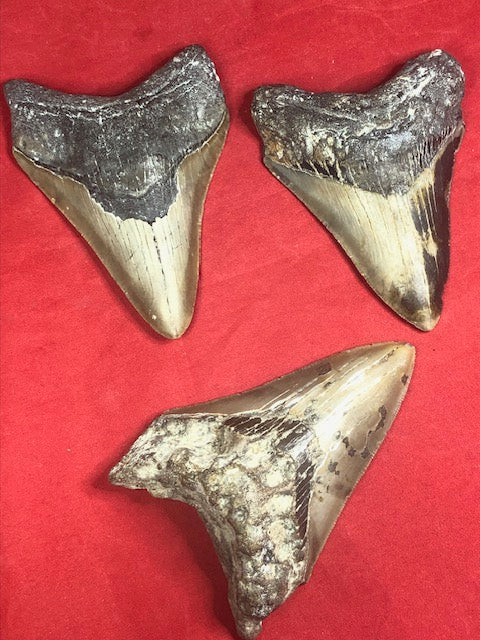 Megalodon Zahn XL naturbelassen, Otudus Megalodon, Carcharocles Megalodon, Carcharodon