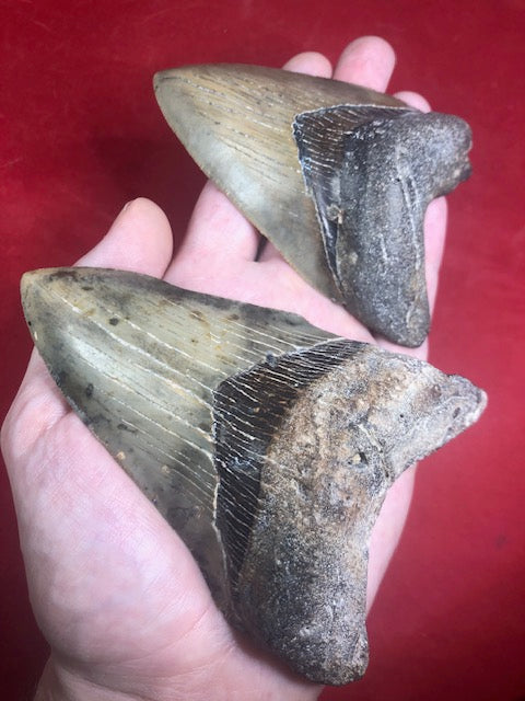 Megalodon Zahn XL naturbelassen, Otudus Megalodon, Carcharocles Megalodon, Carcharodon