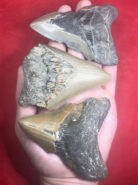 Megalodon Zahn XL naturbelassen, Otudus Megalodon, Carcharocles Megalodon, Carcharodon, teilweise mit Fossilien