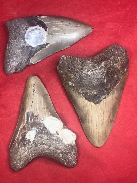 Megalodon Zahn XL naturbelassen teilweise "opalisiert", mit Fossilien, Otudus Megalodon, Carcharocles Megalodon, Carcharodon, Perlmutt Opal