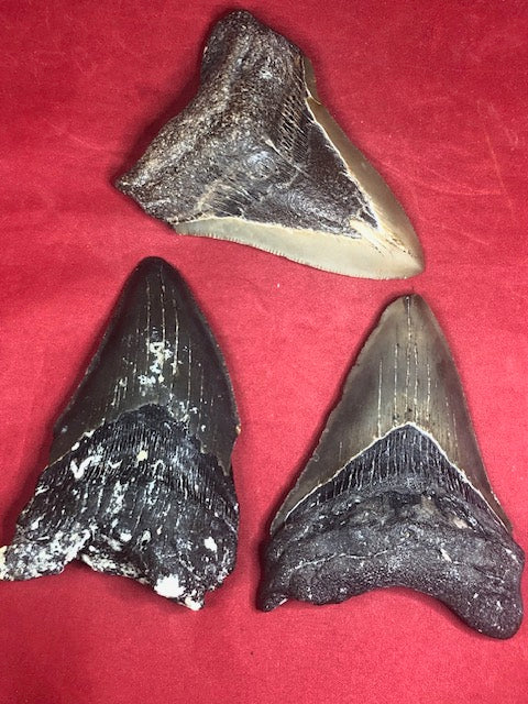 Megalodon Zahn XL naturbelassen, Otudus Megalodon, Carcharocles Megalodon, Carcharodon