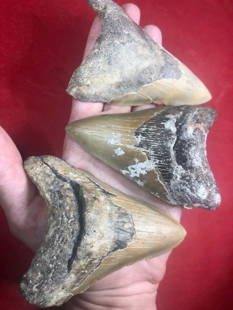 Megalodon Zahn XL naturbelassen 11cm, Otudus Megalodon, Carcharocles Megalodon, Carcharodon