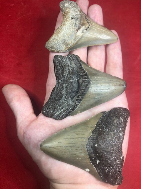 Megalodon Zahn naturbelassen, Otudus Megalodon, Carcharocles Megalodon, Carcharodon